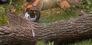 Best Root Management and Removal  in Seaman, OH